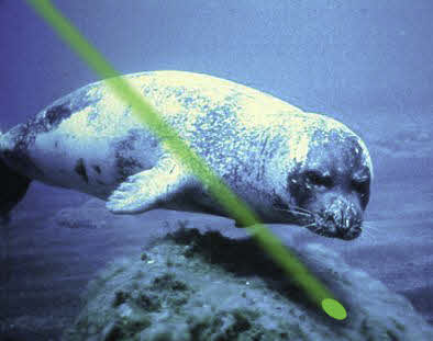 green laser with seal