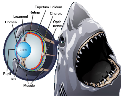 shark eye details
